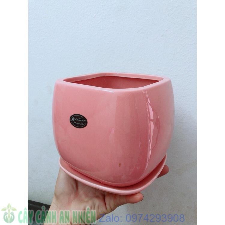 Chậu Trồng Cây
