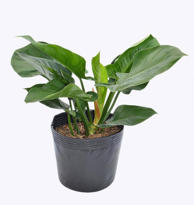 Cây trầu bà đế vương xanh