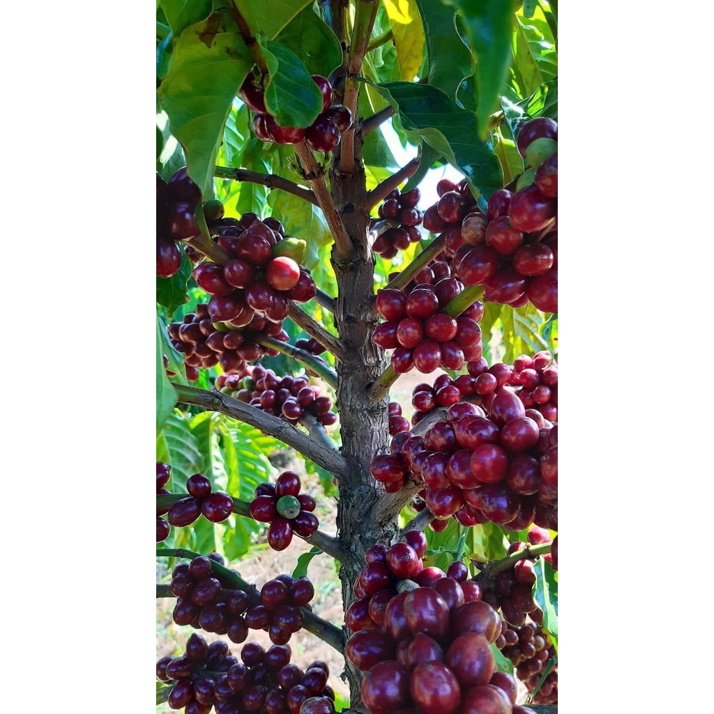 Cây giống cà phê