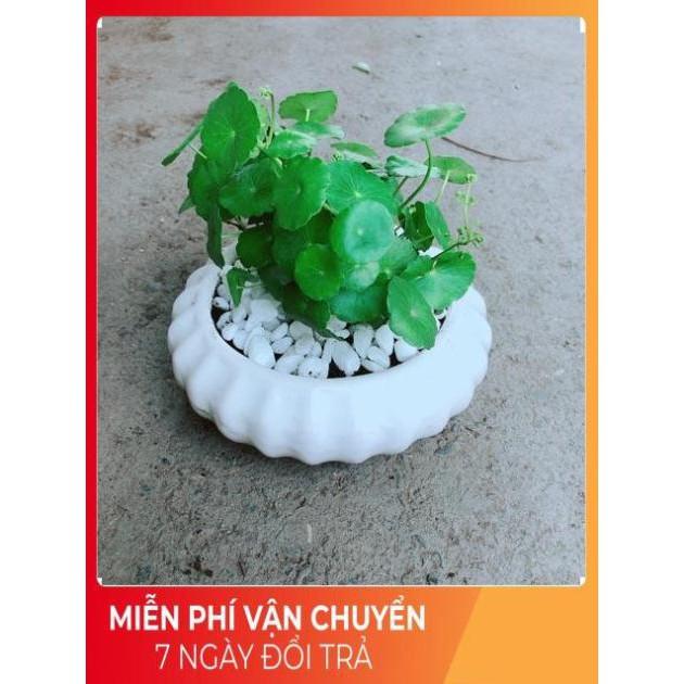 Chậu Cỏ Đồng Tiền