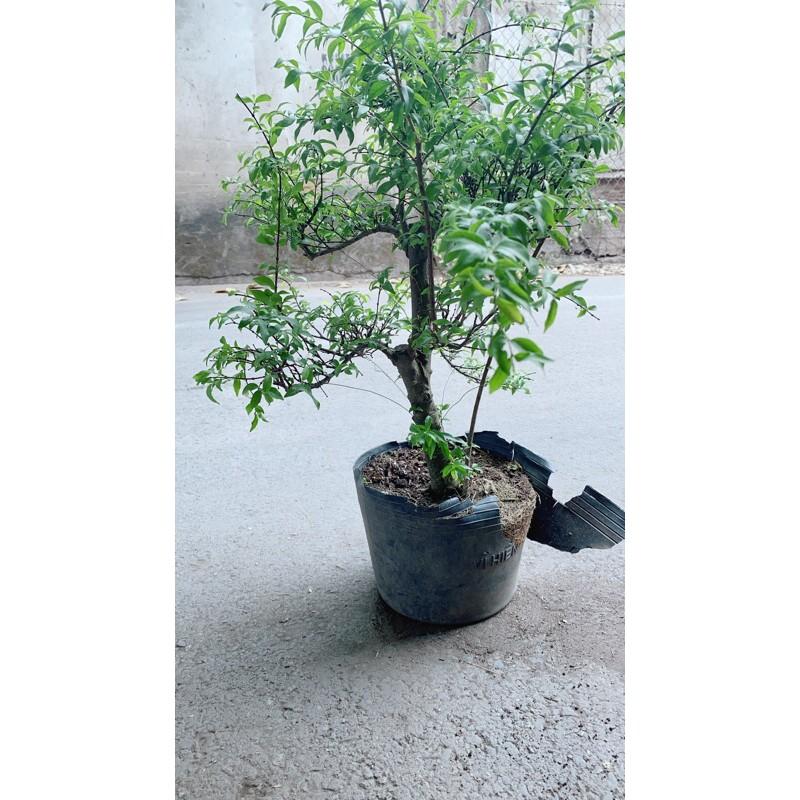 Mai Chiếu Thuỷ Bonsai