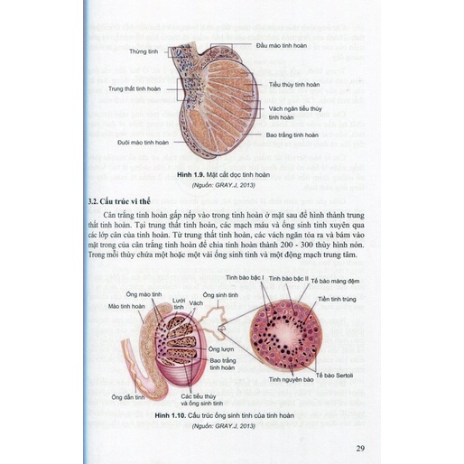 Bệnh học nam học và y học giới tính tập 1