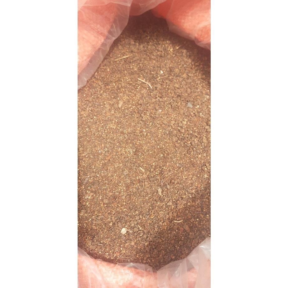 50 gram hạt giống gáo trắng