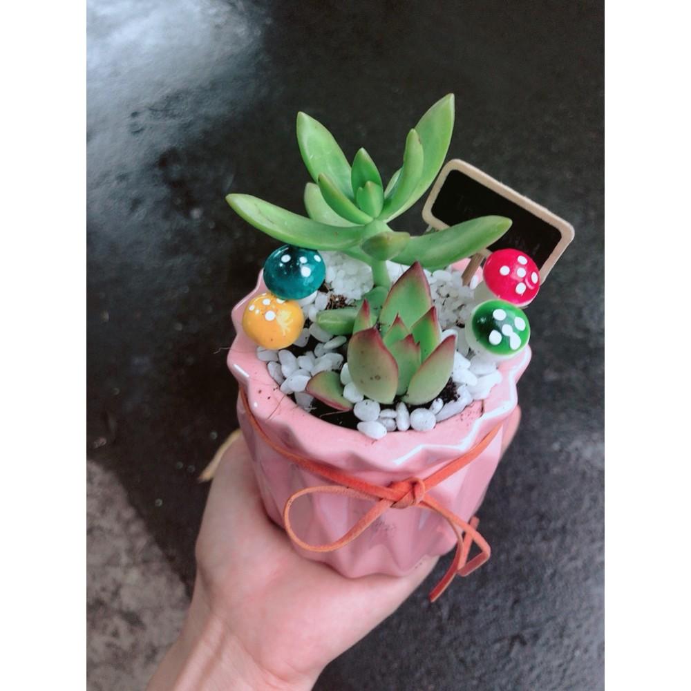 Chậu tiểu cảnh sen đá 1