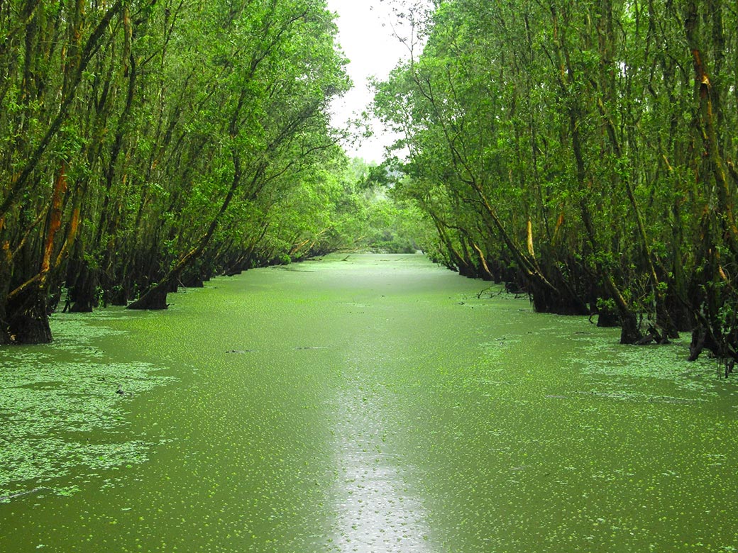 Tour Vía Bà Châu Đốc Rừng Tràm Trà Sư 1 Ngày, KH Từ Cần Thơ, Đón tại khách sạn