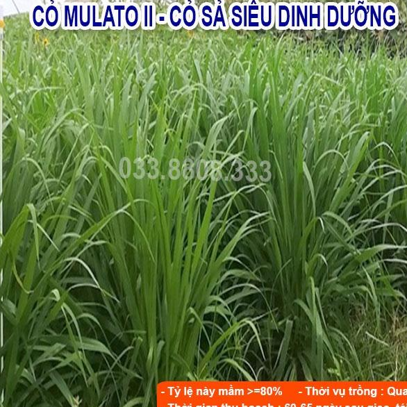 5 Loại Hạt Cỏ Chăn Nuôi Phổ Biến Nhất - Cỏ Mulato II,Voi Lai, Keo Dậu, So Đũa, Alfalfa