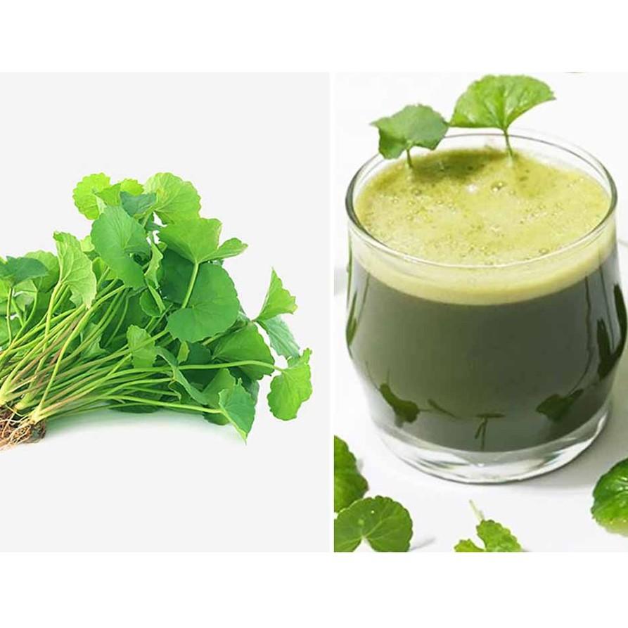 Hạt giống rau má lá nhỏ, đóng gói 0.5gr