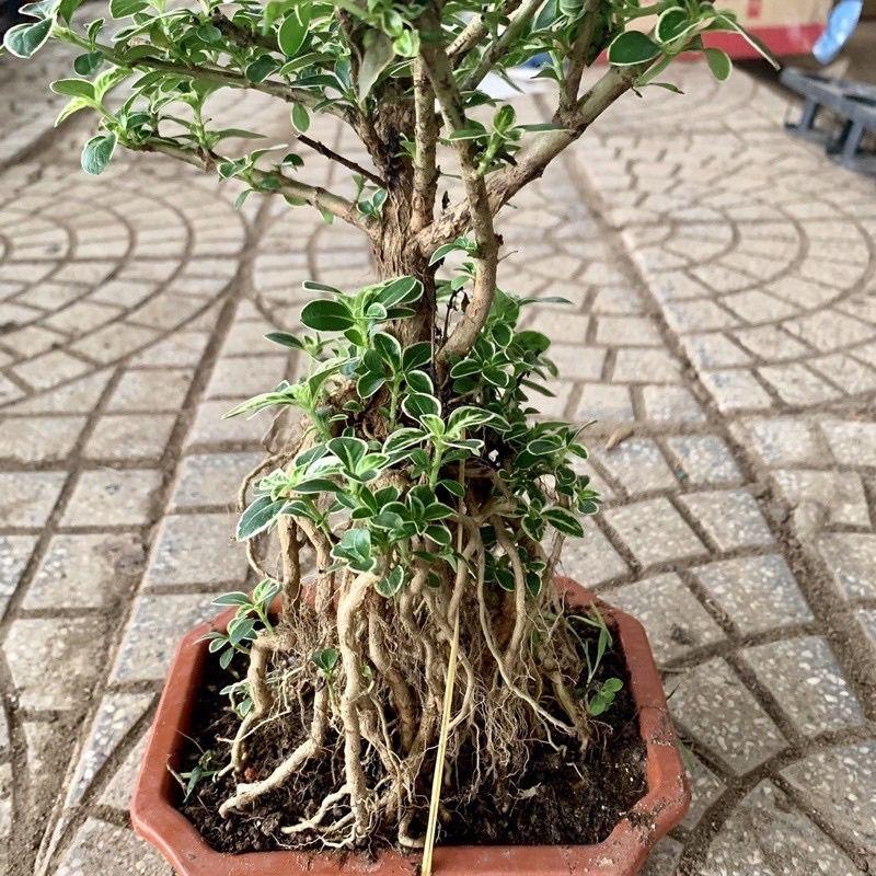 Cây Bạch Tuyết Mai bonsai để bàn