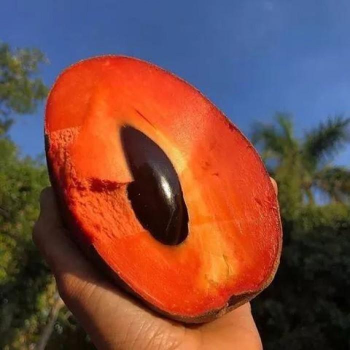CÂY GIỐNG HỒNG XIÊM RUỘT ĐỔ KHỔNG LỒ