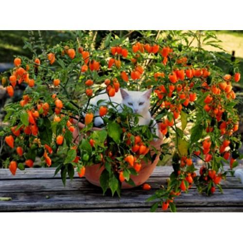 Hạt giống Ớt Siêu Cay Habanero Mỹ