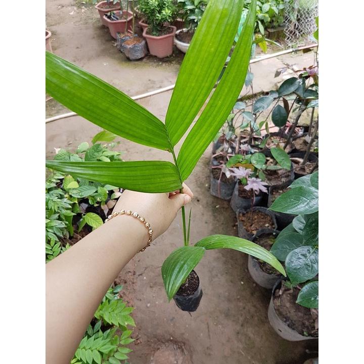 Combo 5 cây cau tứ quý ra quả sau 1 năm cam kết chất lượng