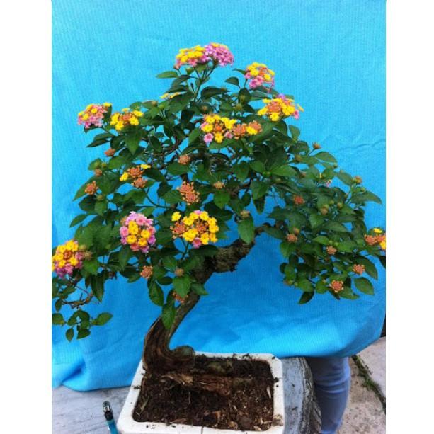 50hạt giống hoa ngũ sắc uốn bonsai cực phẩm