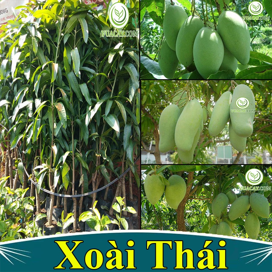 Cây giống xoài Thái siêu sớm, cho quả sau 1 năm trồng