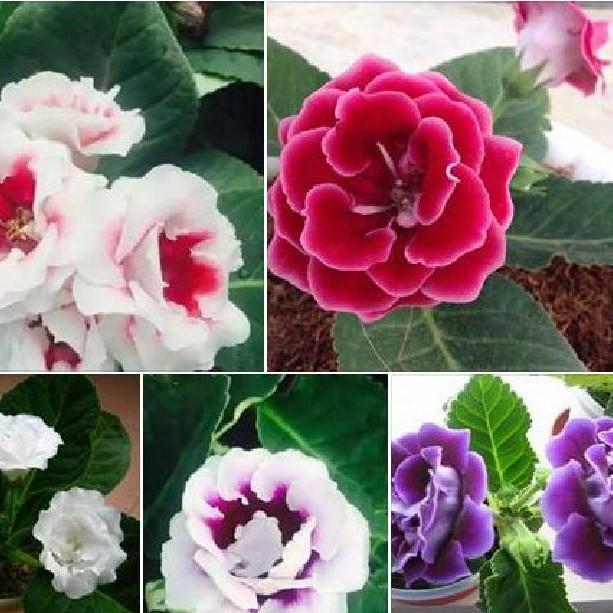 Hạt Giống Hoa Tử La Lan Mix 5 hạt/gói