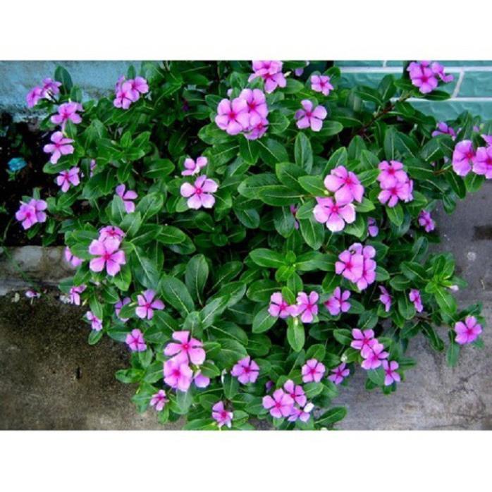 CHẬU HOA DỪA CẠN SIÊU ĐẸP