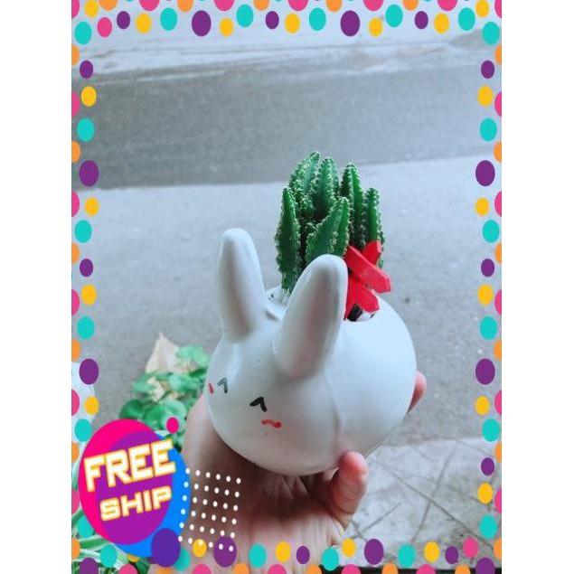 Chậu Xương Rồng Thanh Sơn Thỏ Trắng