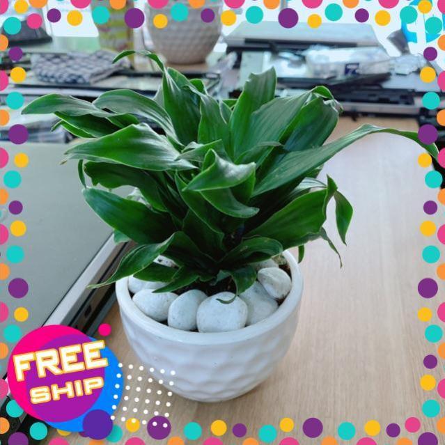 Chậu Cây Phát Tài