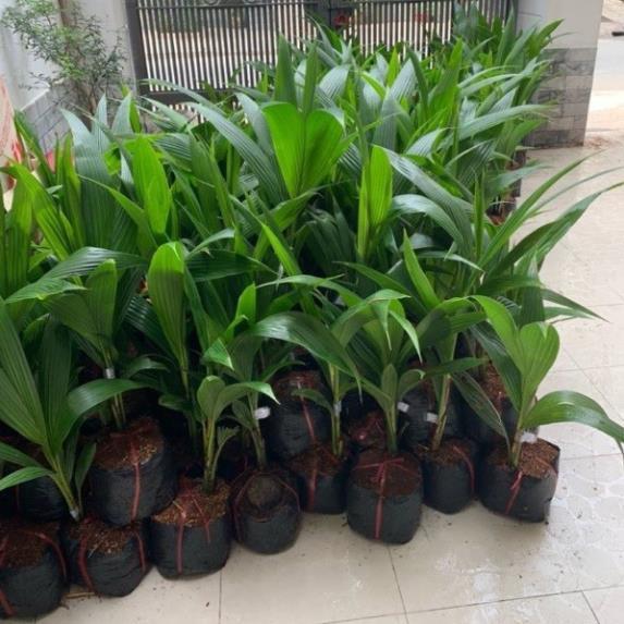 Cây giống DỪA XIÊN LÙN siêu quả - cây giống chuẩn F1