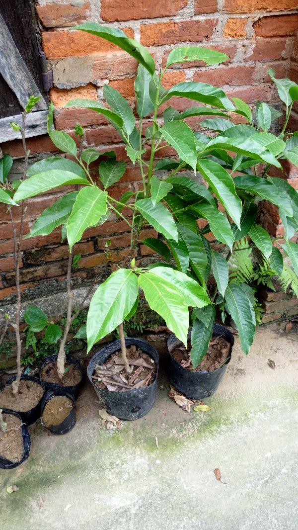 Cây hoa ngọc lan cây đẹp chuẩn giống