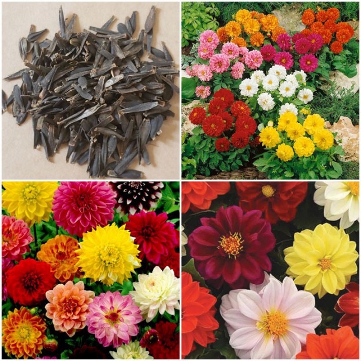Hạt Giống Hoa Thược Dược Mix - Siêu Nảy Mầm 4 Mùa