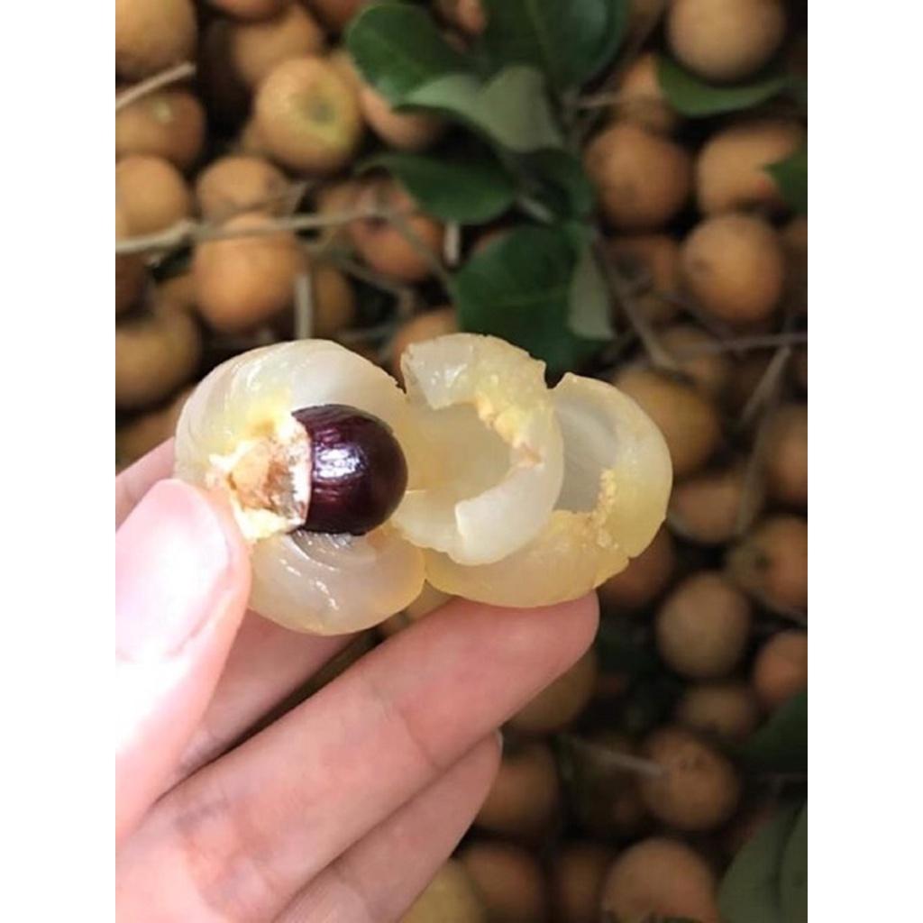CÂY GIỐNG NHÃN CÙI VÂN