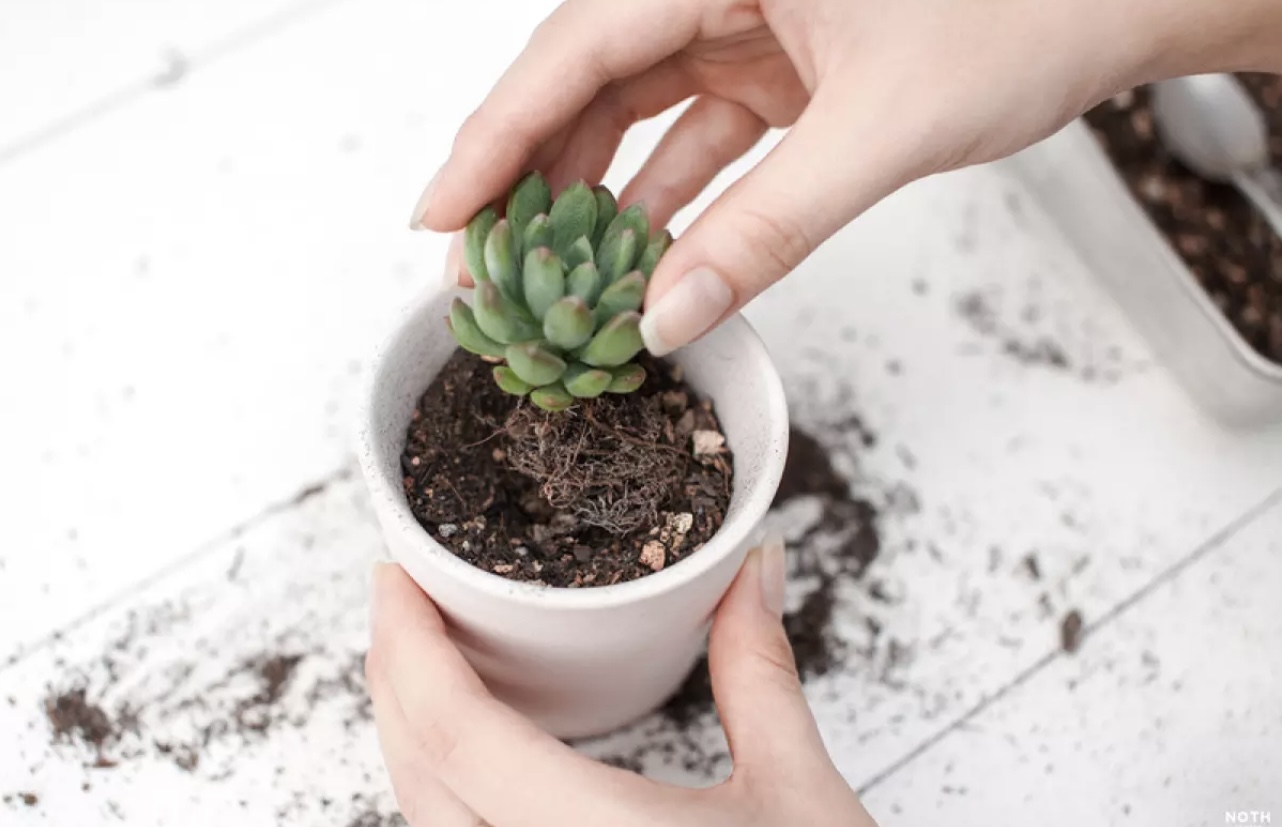 Đất Nền Trồng Sen Đá