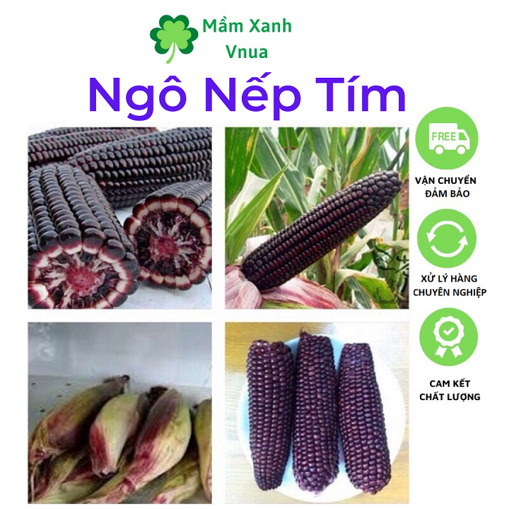 Hạt Giống Ngô Nếp Tím - Bắp Nếp Tím Cao Sản - Gói 5Gr