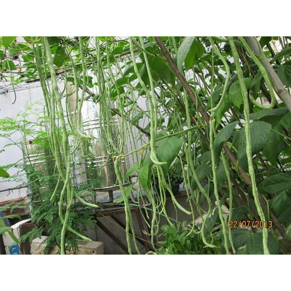 Hạt Giống Đậu Đũa - 10 Gram Hạt