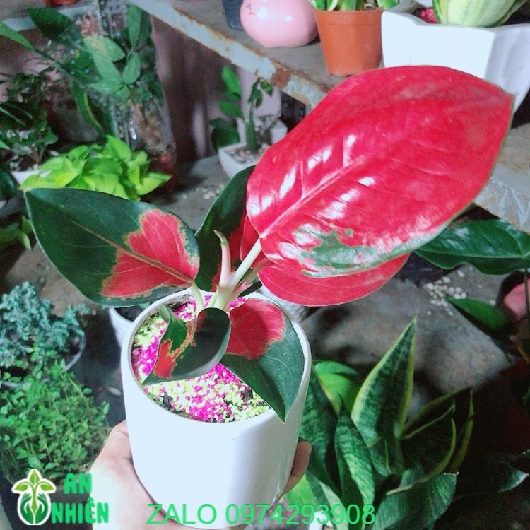 Chậu Cây Phú Quý Đỏ