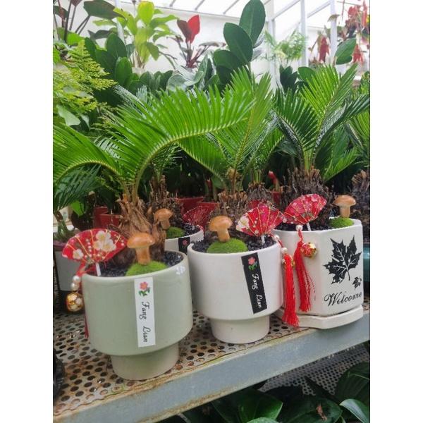 Chậu cây vạn tuế