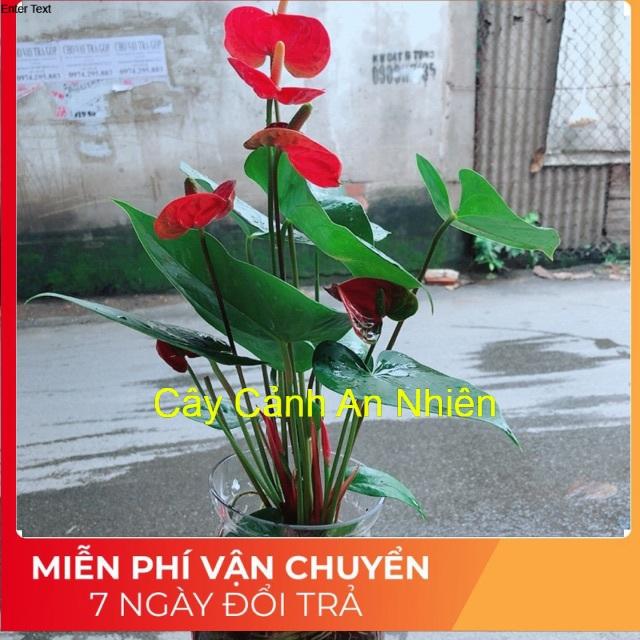 Chậu Hồng Môn Thuỷ Sinh