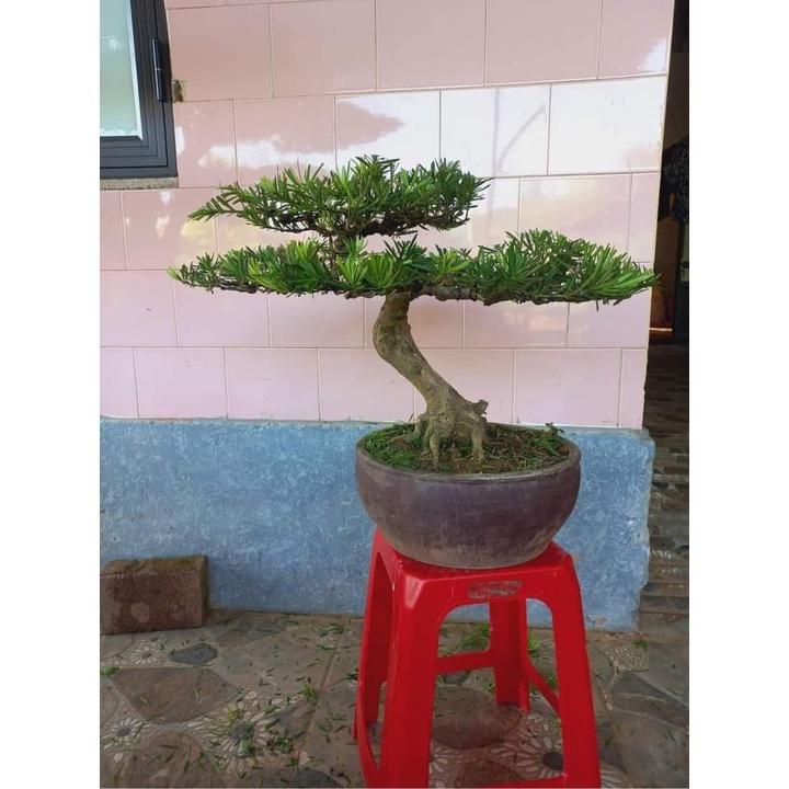 CÂY GIỐNG TÙNG LA HÁN (CÂY GIỐNG SIÊU ĐẸP)