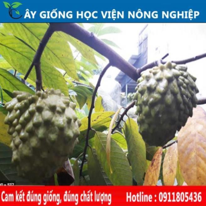 Sản phẩm Cây Ăn Trái cây giống na dứa quả to ít hạt