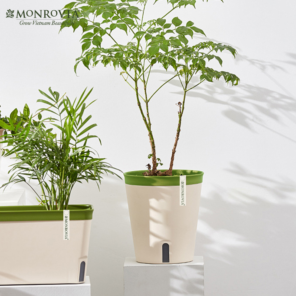 Chậu trồng cây tự tưới Monrovia, phong cách Nhật Bản, sang trọng, decor bàn làm việc, văn phòng, trong nhà, ngoài trời