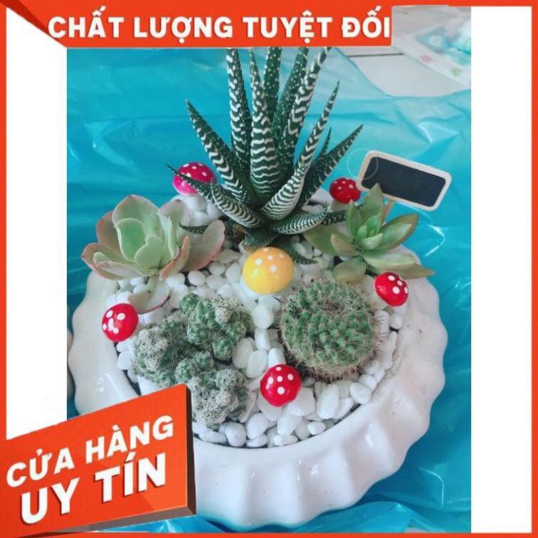Chậu móng rồng mix Nhiều Người Mua