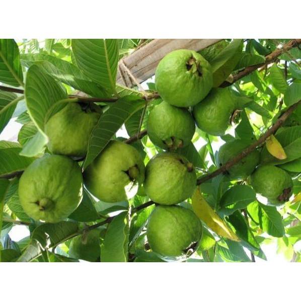 Cây giống ổi ruột đỏ không hạt