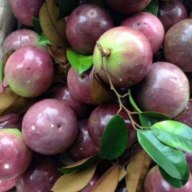 Cây giống vú sữa lò rèn