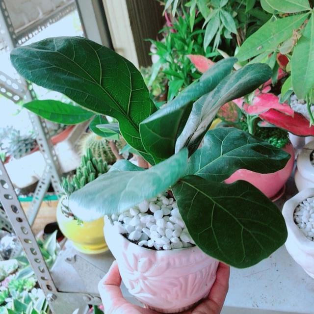 Chậu Bàng Singapore