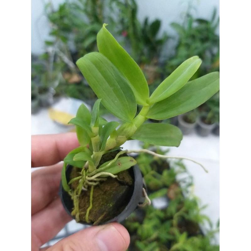 Cốc phi điệp 5 cánh HỒNG MẮT NGỌC - hàng CẤY MÔ - hoa TÙY DUYÊN - hoa siêu đẹp