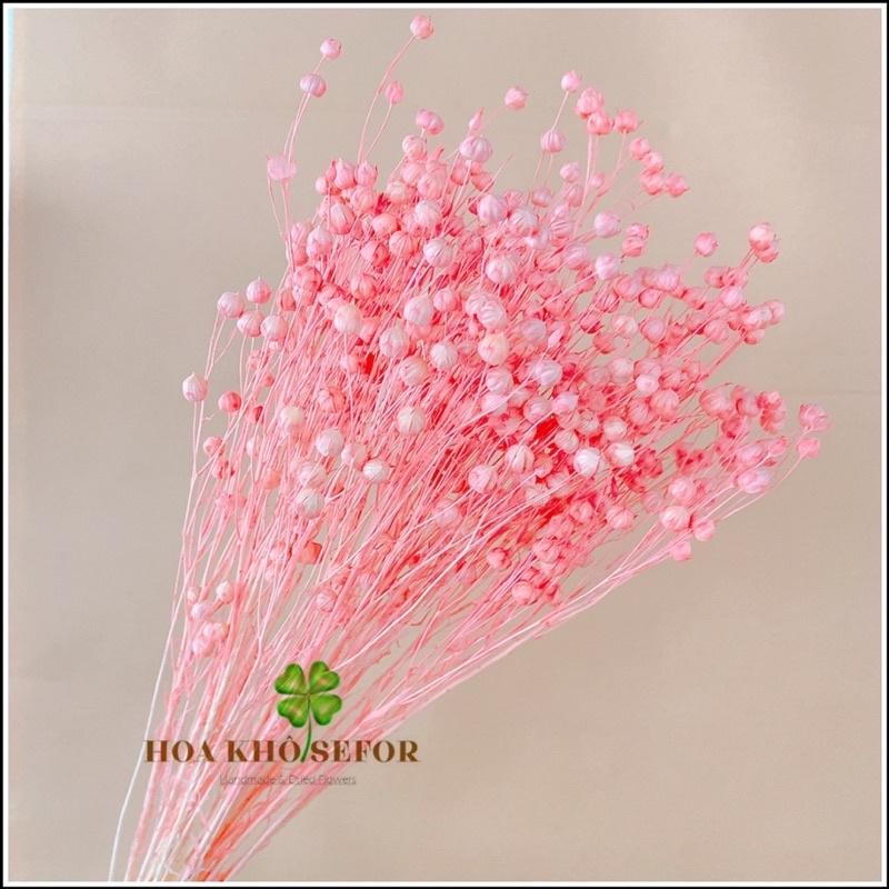 Hạt dẻ khô màu hồng siêu xinh Hoa khô trang trí, phụ kiện chụp ảnh