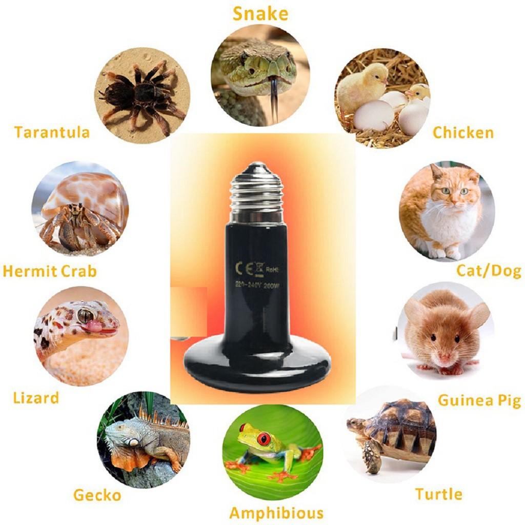 Đèn sưởi đêm cho rùa cạn, bò sát - Bóng sưởi đêm UVB chuyên dụng - phụ kiện bò sát