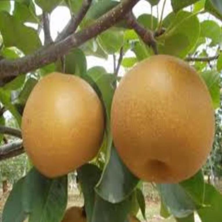 Cây giống Lê nâu Cây giống chuẩn cho năng suất cao