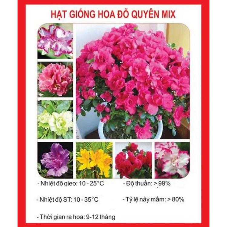 HẠT GIỐNG HOA ĐỖ QUYÊN MIX - CHẤT LƯỢNG HẠT GIỐNG CAO, DỄ TRỒNG DỄ CHĂM SÓC