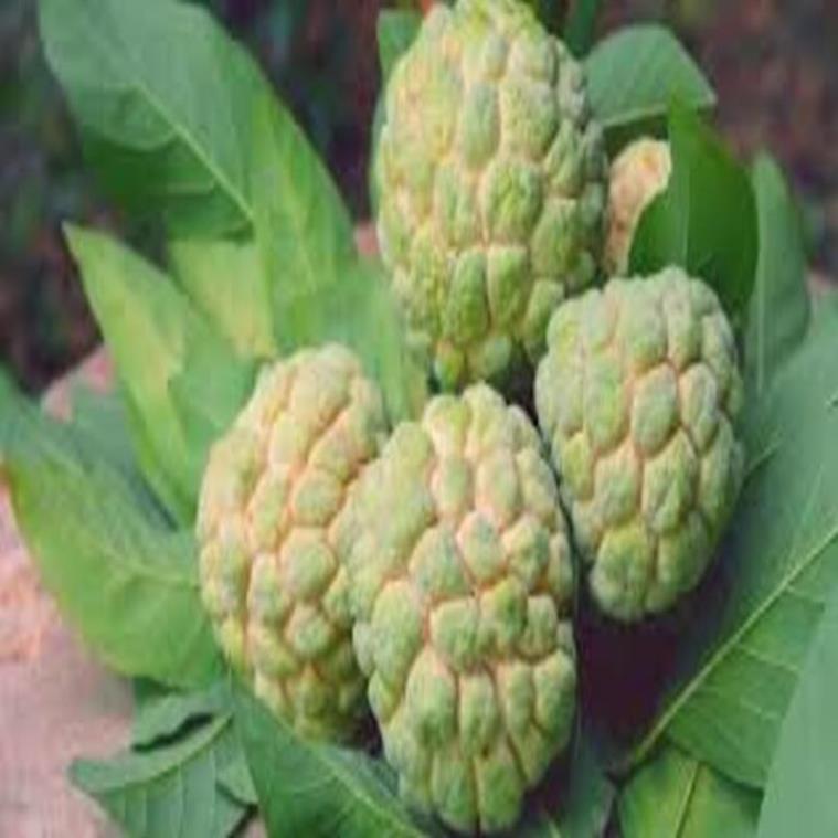 Cây giống na dai