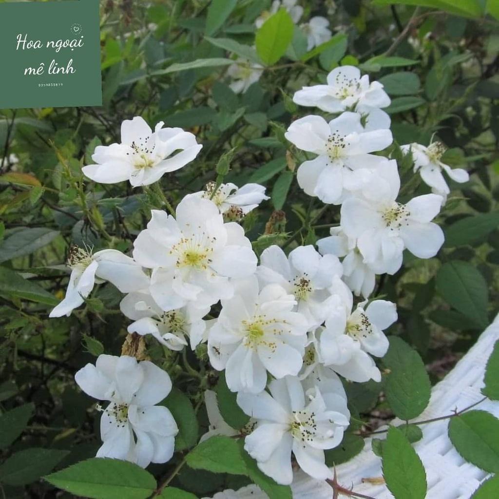 Hoa hồng ngoại Darlow's Enigma Rose trắng chùm tinh khôi