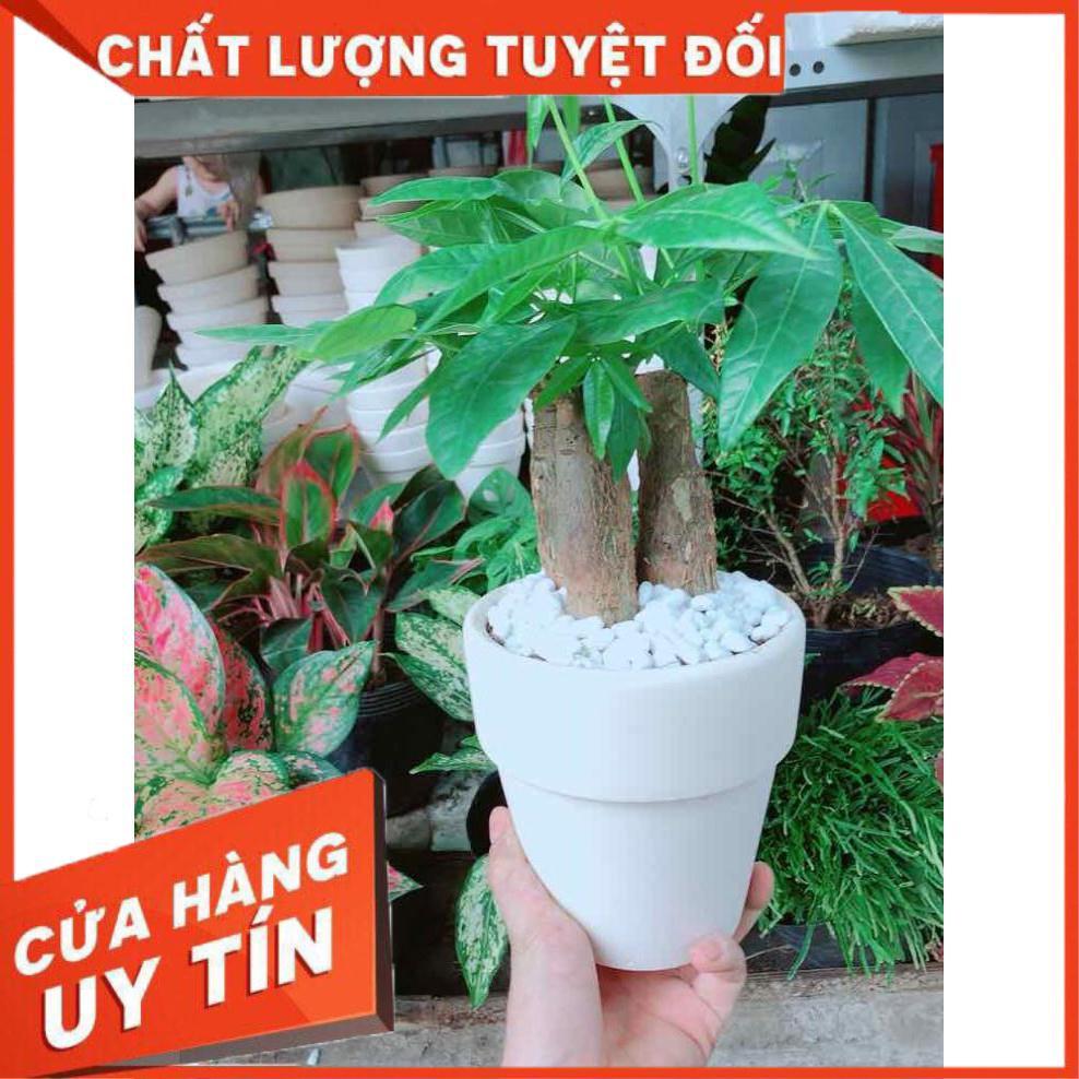 Chậu kim ngân 3 thân Nhiều Người Mua