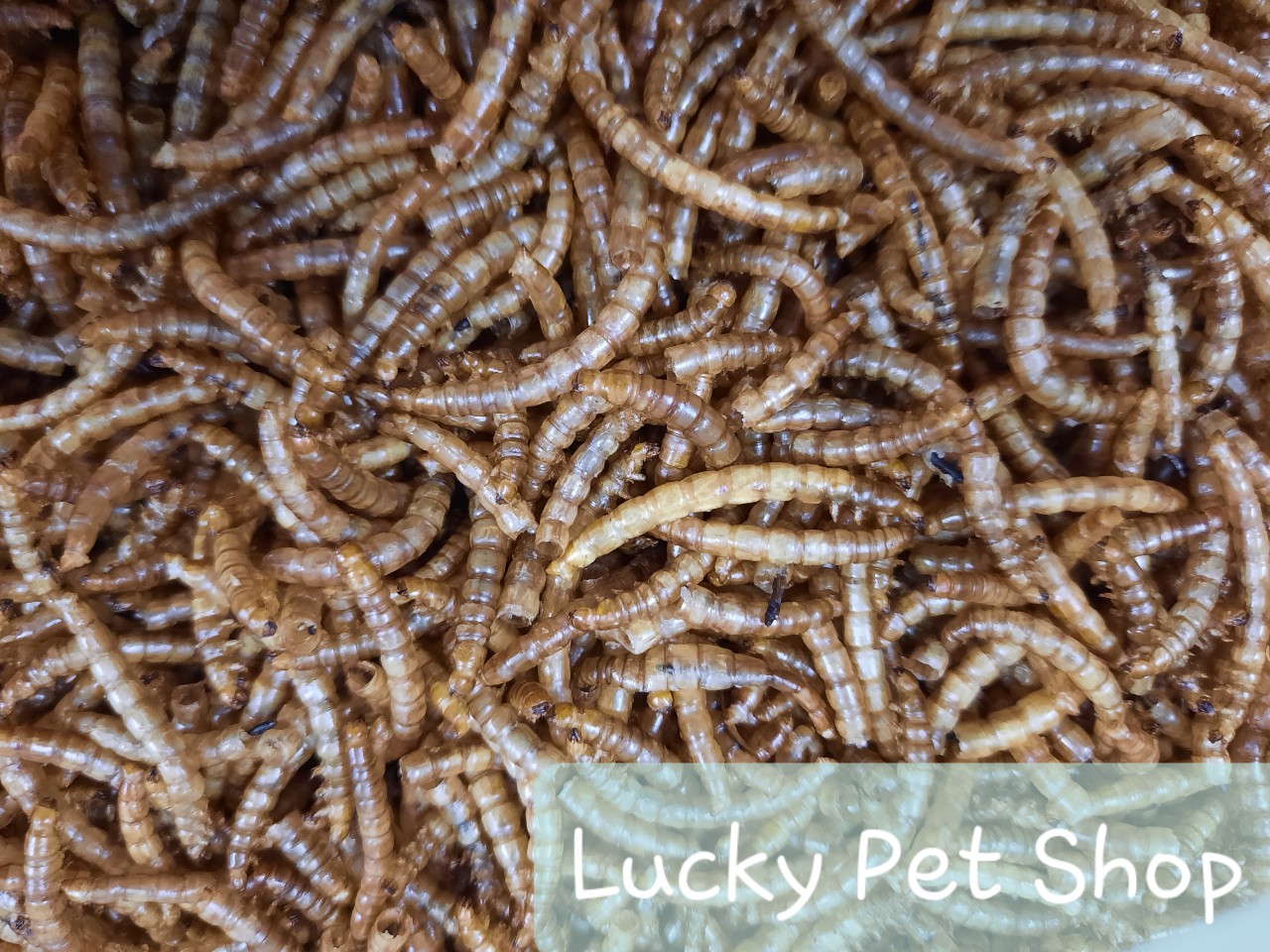 Túi 50 gr sâu sấy size mini cho hamster tập ăn
