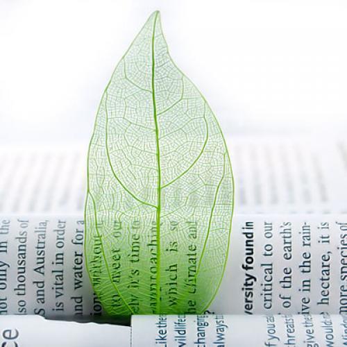 100 Pieces Natural Plant Leaves for Craft Cards Scrapbooking Bookmark DIY