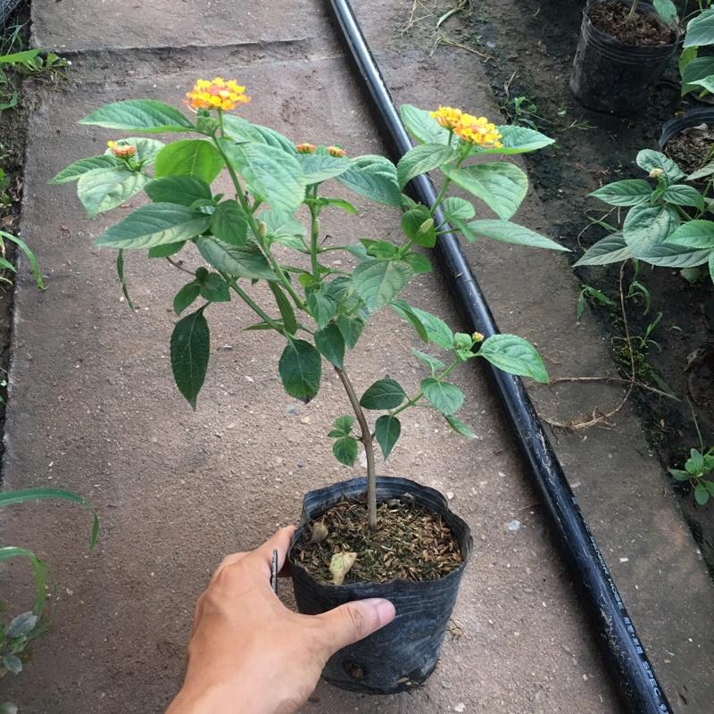 Cây hoa ngũ sắc cam cao 20-25cm thích hợp trang trí ban công , sân vườn,tiểu cảnh ...