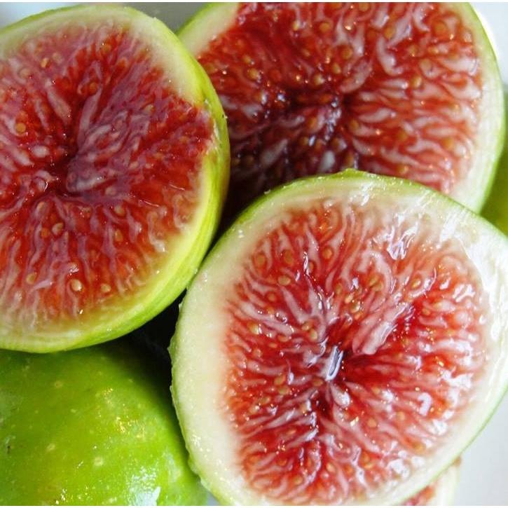 Combo 2 gói hạt giống sung mỹ ngọt --tặng kèm gói phân bón lót